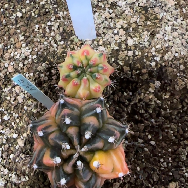 255-0120泰国发货多肉