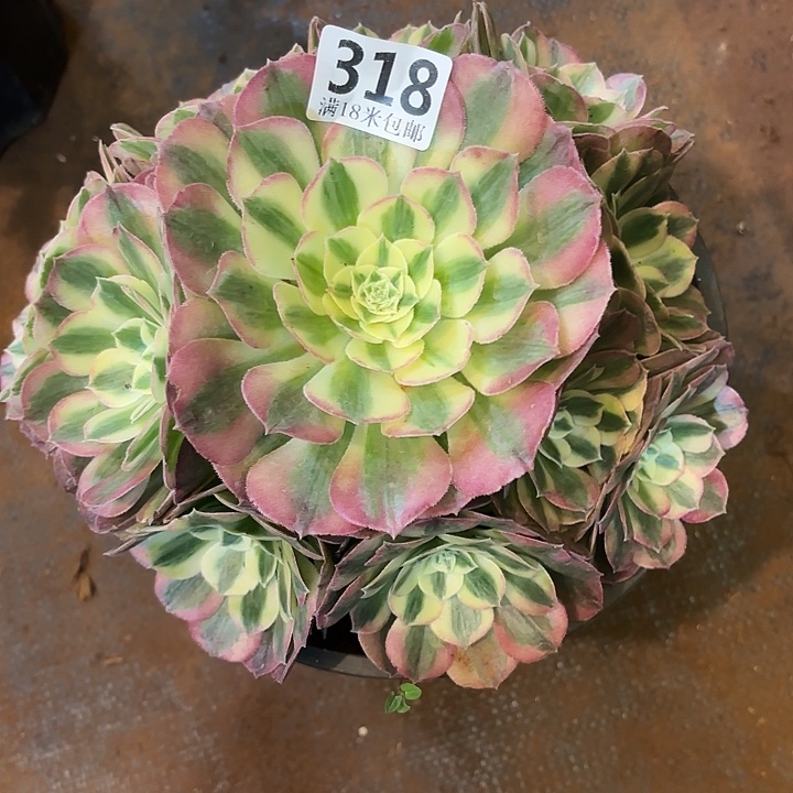 318玉姿掌心多肉法师锦