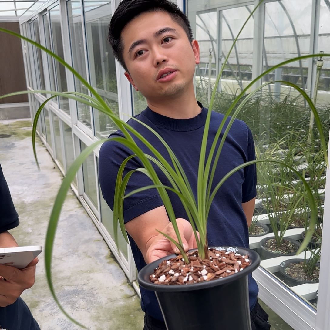 当前无花栽培后可以开花春剑富贵红子母带芽