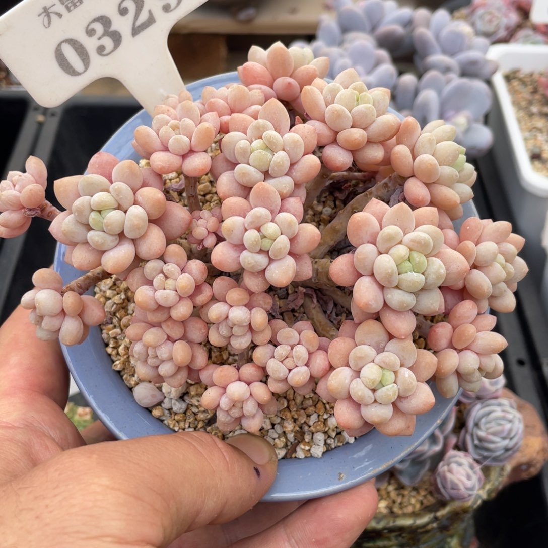 0329鱼子酱不带盆12厘米