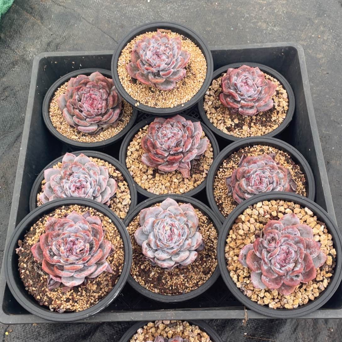 筐拍 单头星影 10棵