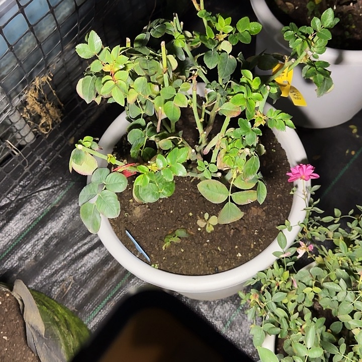 完全开放精品月季花