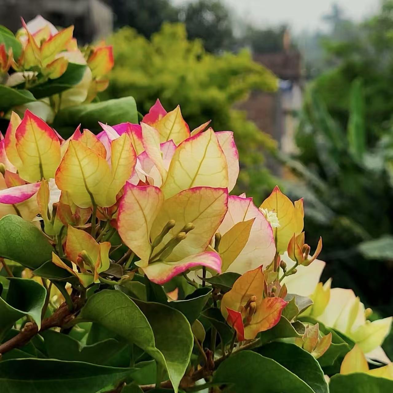 三角梅基地直发，一物一拍     掉花掉叶不售后