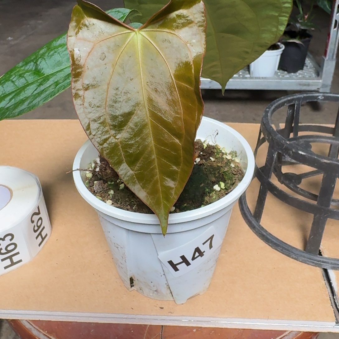 完全开放H47素面一物一拍