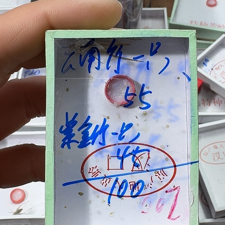 康***生蟋蟀2222222222222222