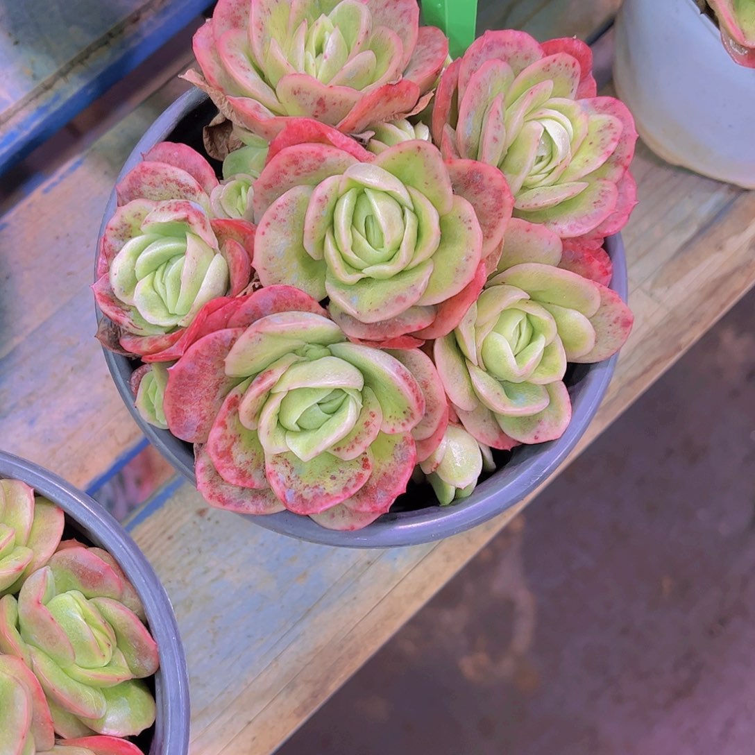 夕***红冰玫瑰Ａ362号一颗一物一拍