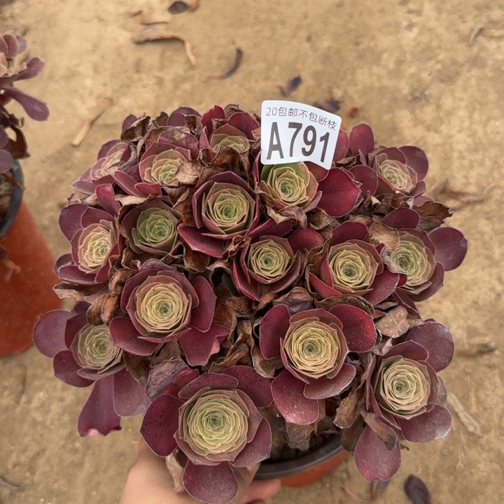 魅金……多肉植物……