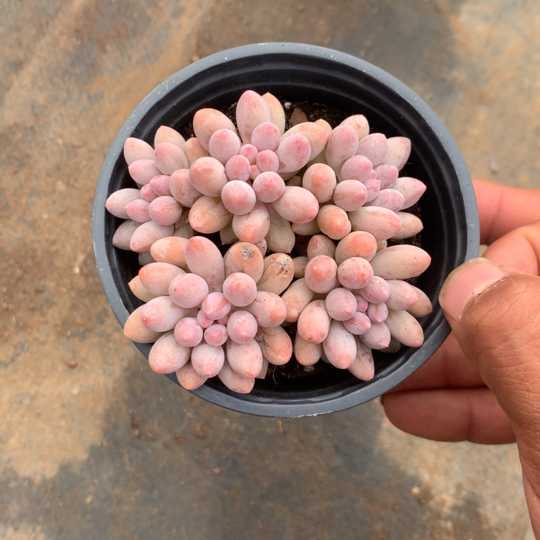 清乾隆皇帝赐匾及对联