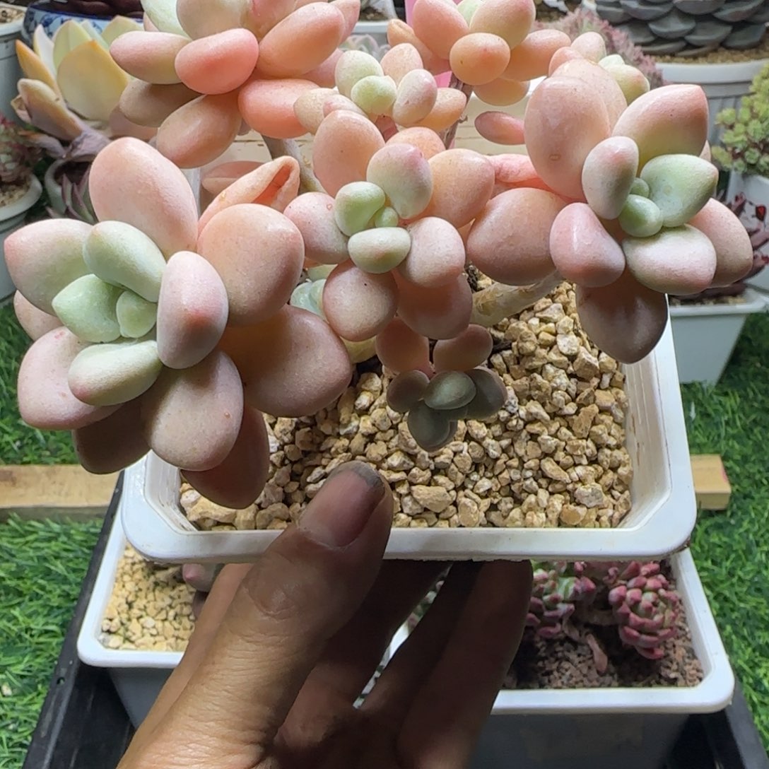 锦安精品多肉植物275