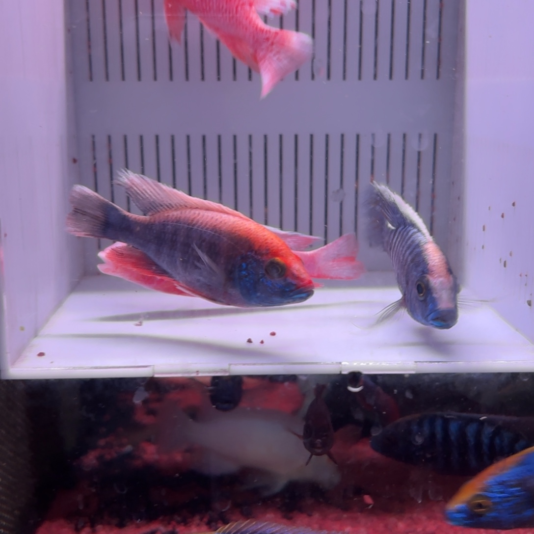 。***？慈鲷鱼直播2号4条