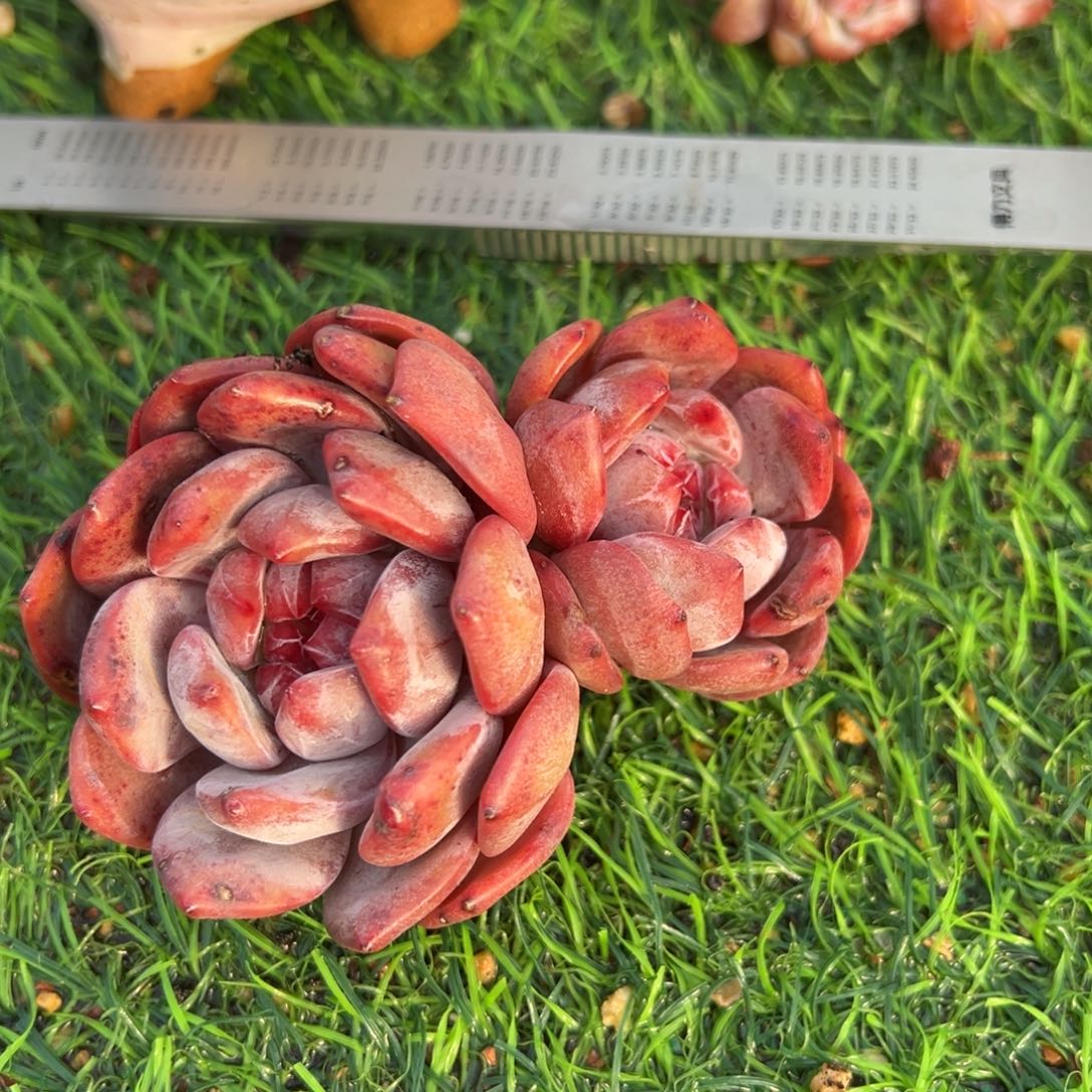 啊石榴籽星影小树福利