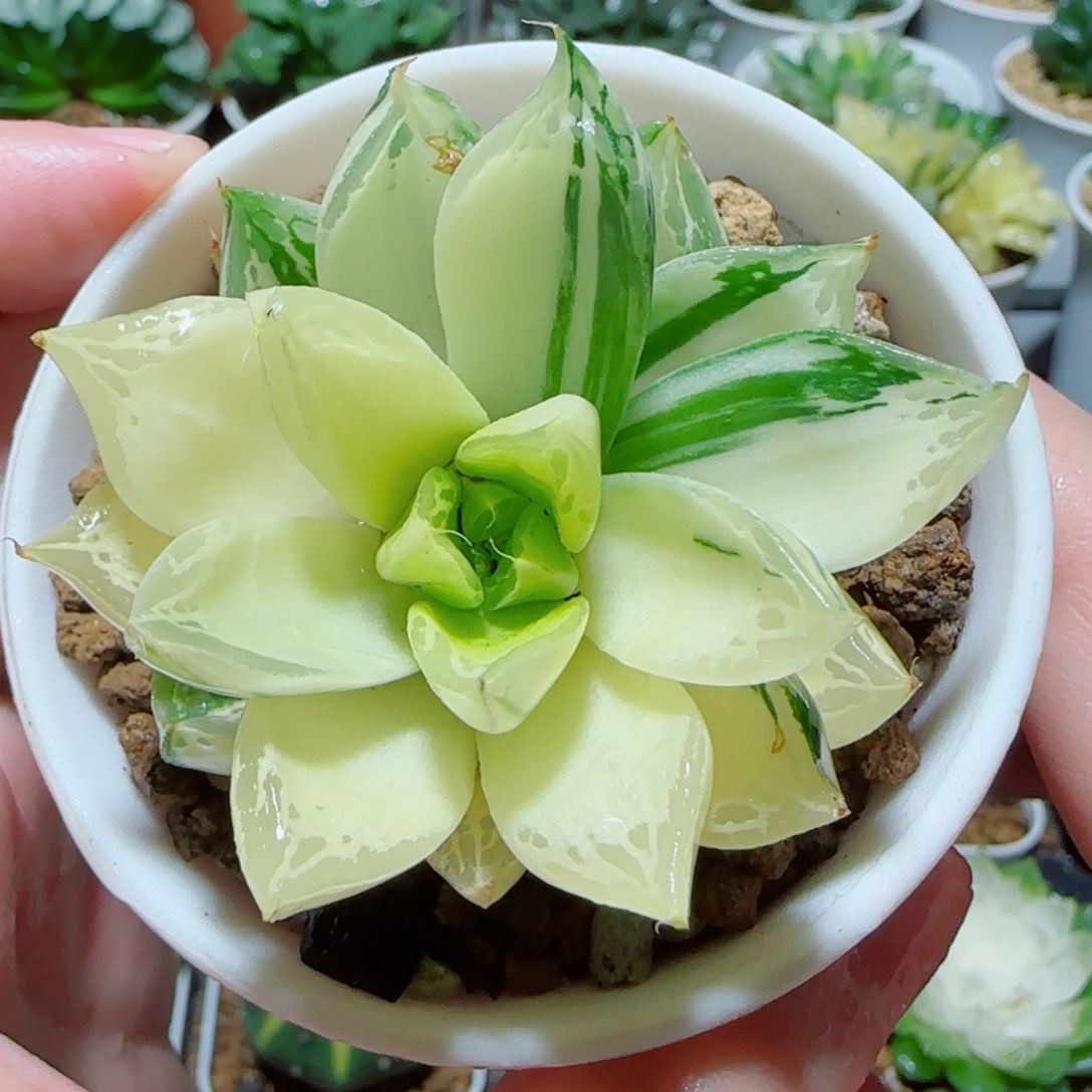 宝草玉露锦多肉植物