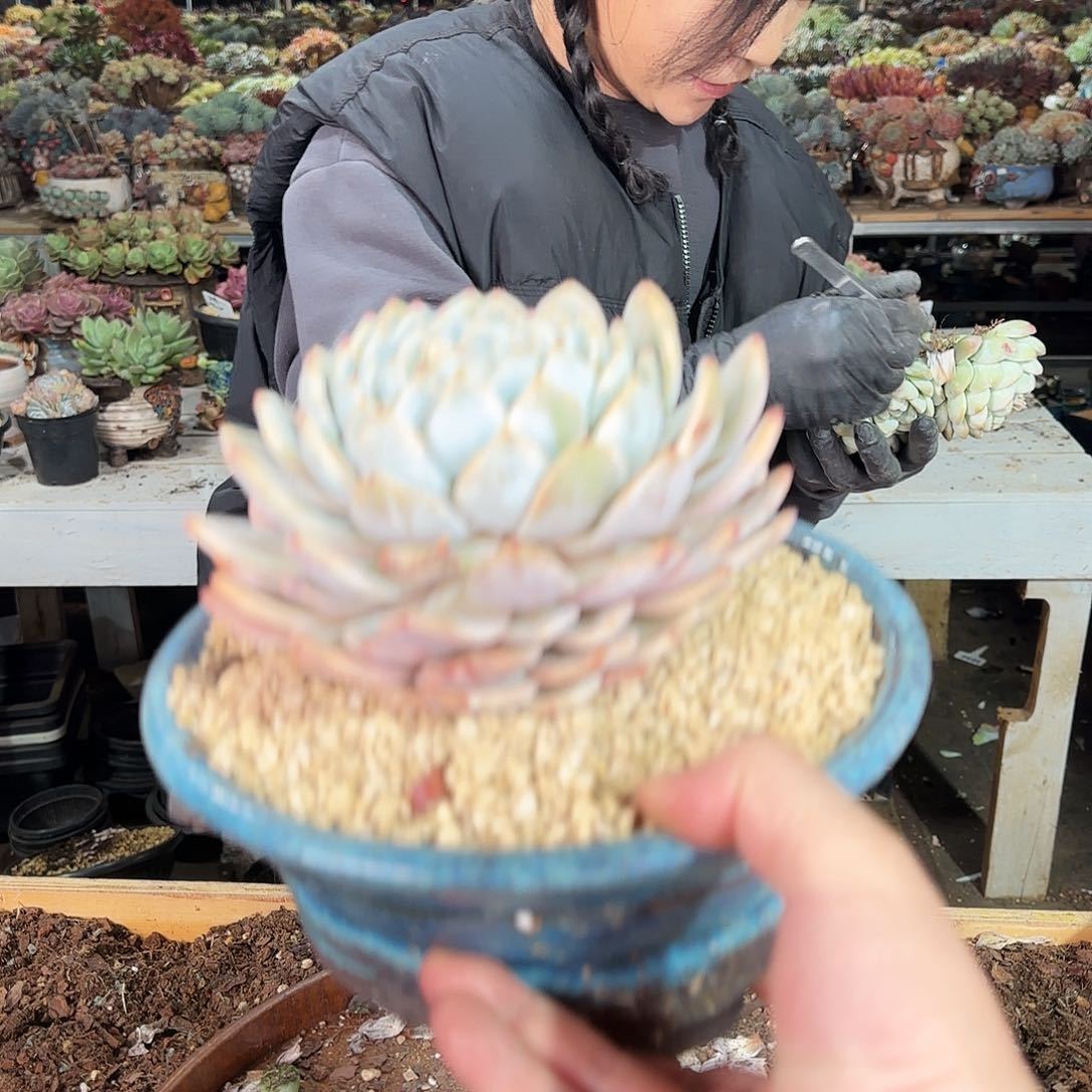 梦露锦单头，不带盆 158       肉