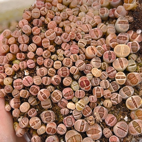 ?****?20125团团圆圆呀呀