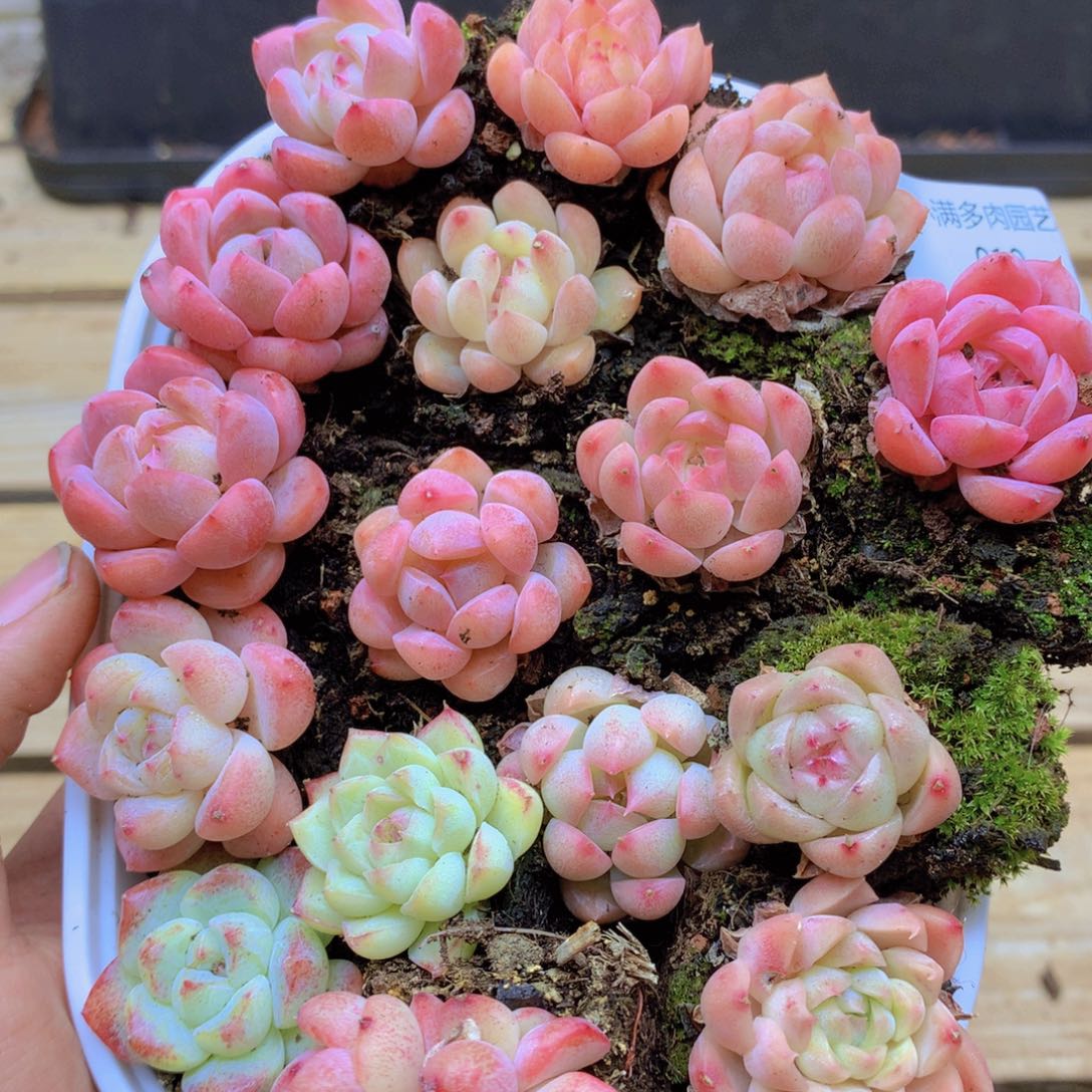 我要睡觉了哦晚安了019