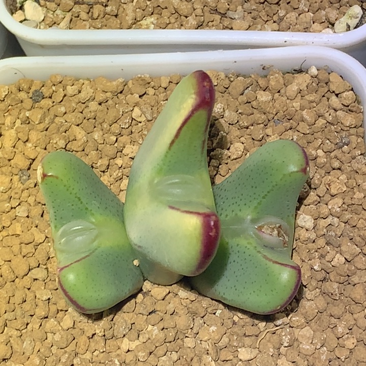 精品多肉植物嘟嘟嘴