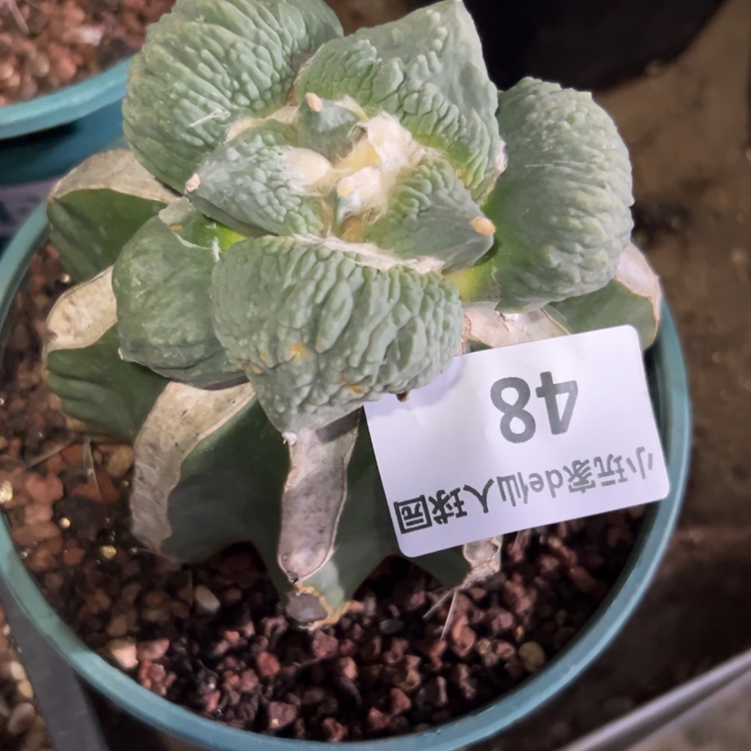 无***题48 仙人球的比赛将