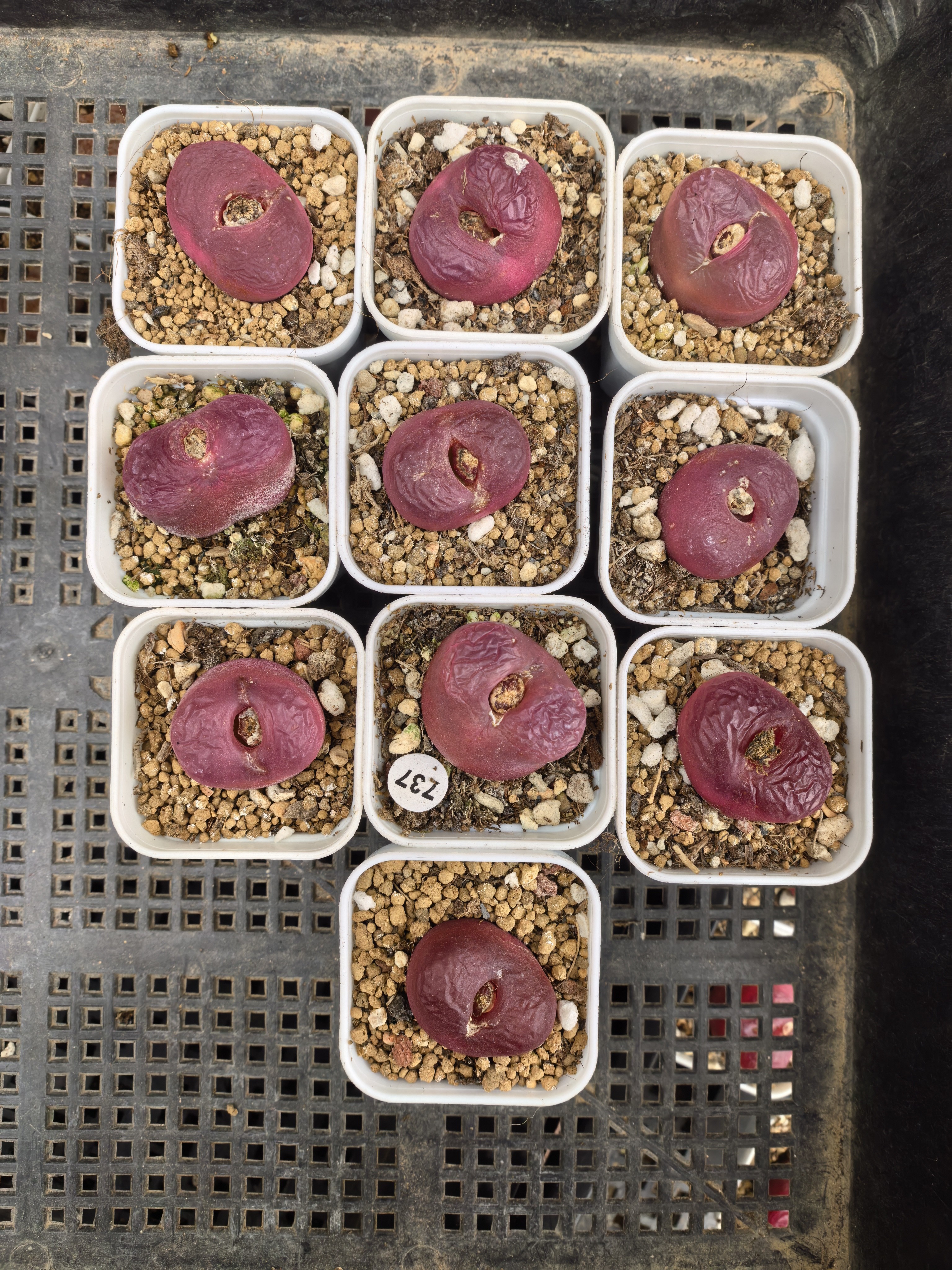 超级车厘子10颗多肉植物