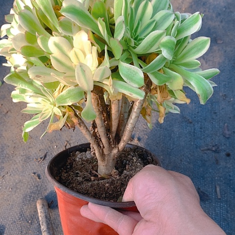 670艳日伞多肉植物