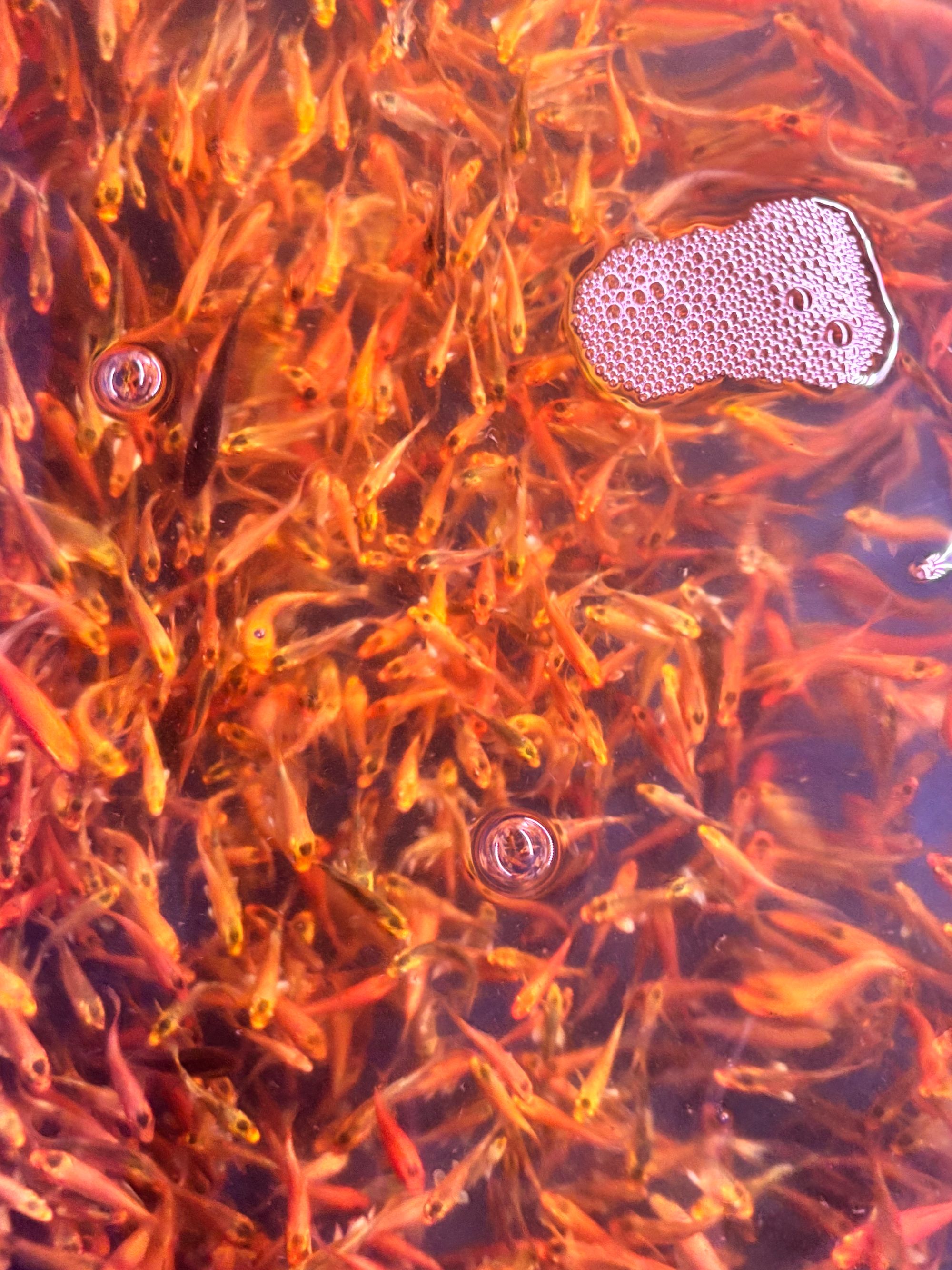 精选彩蝶红色金色白色白色色蝴蝶鲤普身普短新手观赏鱼活体