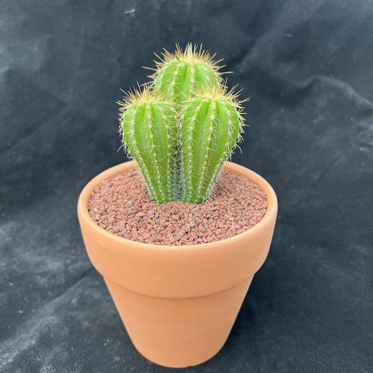 小号多头大凤龙 龙凤柱 仙人柱