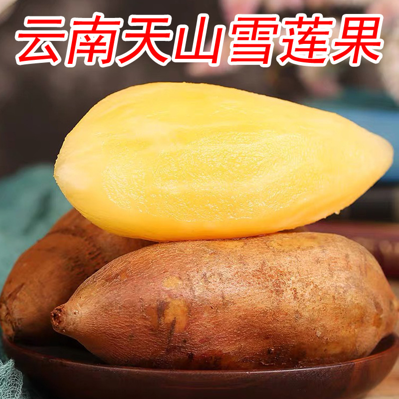 正宗云南天山雪莲果头茬现挖甜脆多汁新鲜应季低糖水果
