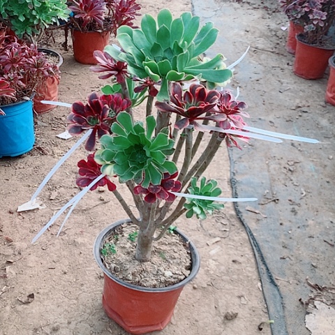 ༒***༒原始绿多肉植物法师20