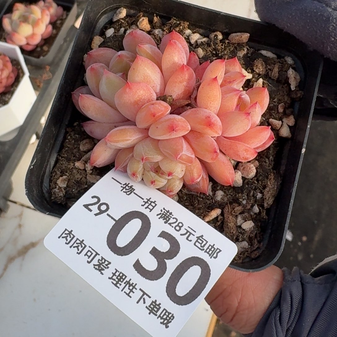 糖爪无盆土发货无