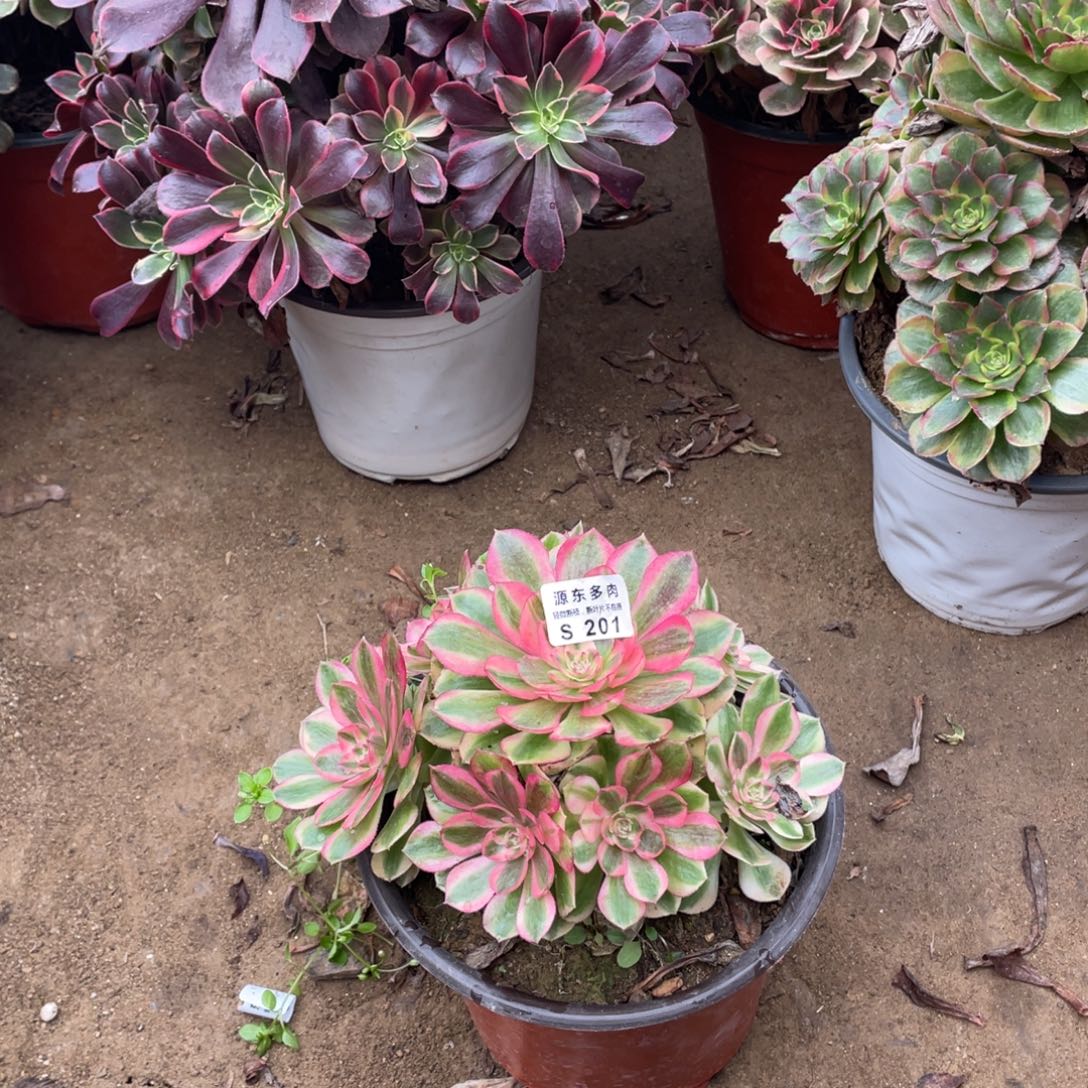 201火龙果多肉法师断枝不包