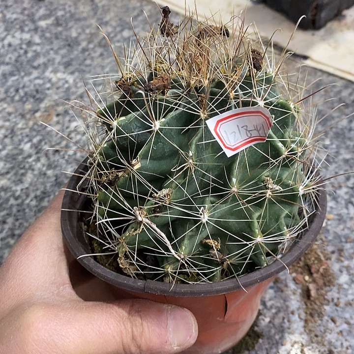 完美主义者勿拍龙王121841