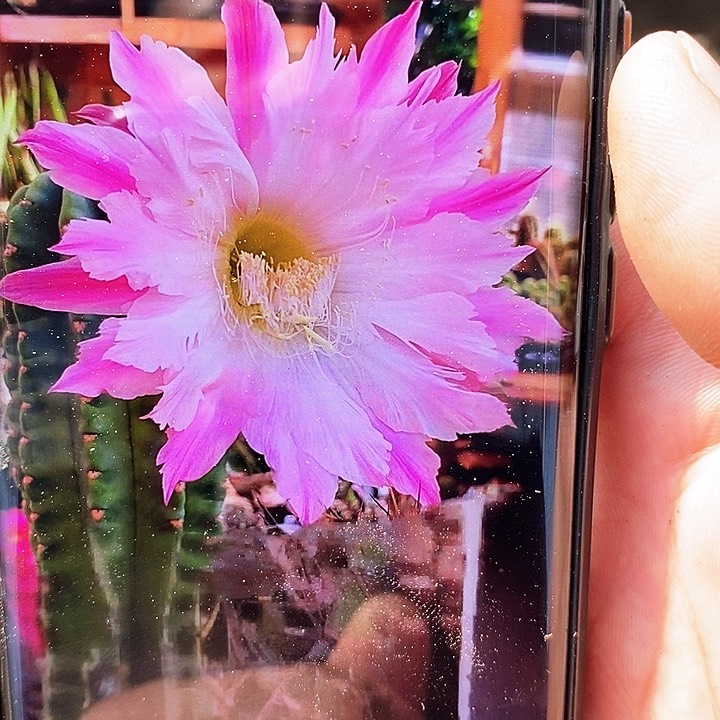 毛 国王/侧芽歪20包邮/5公分左右