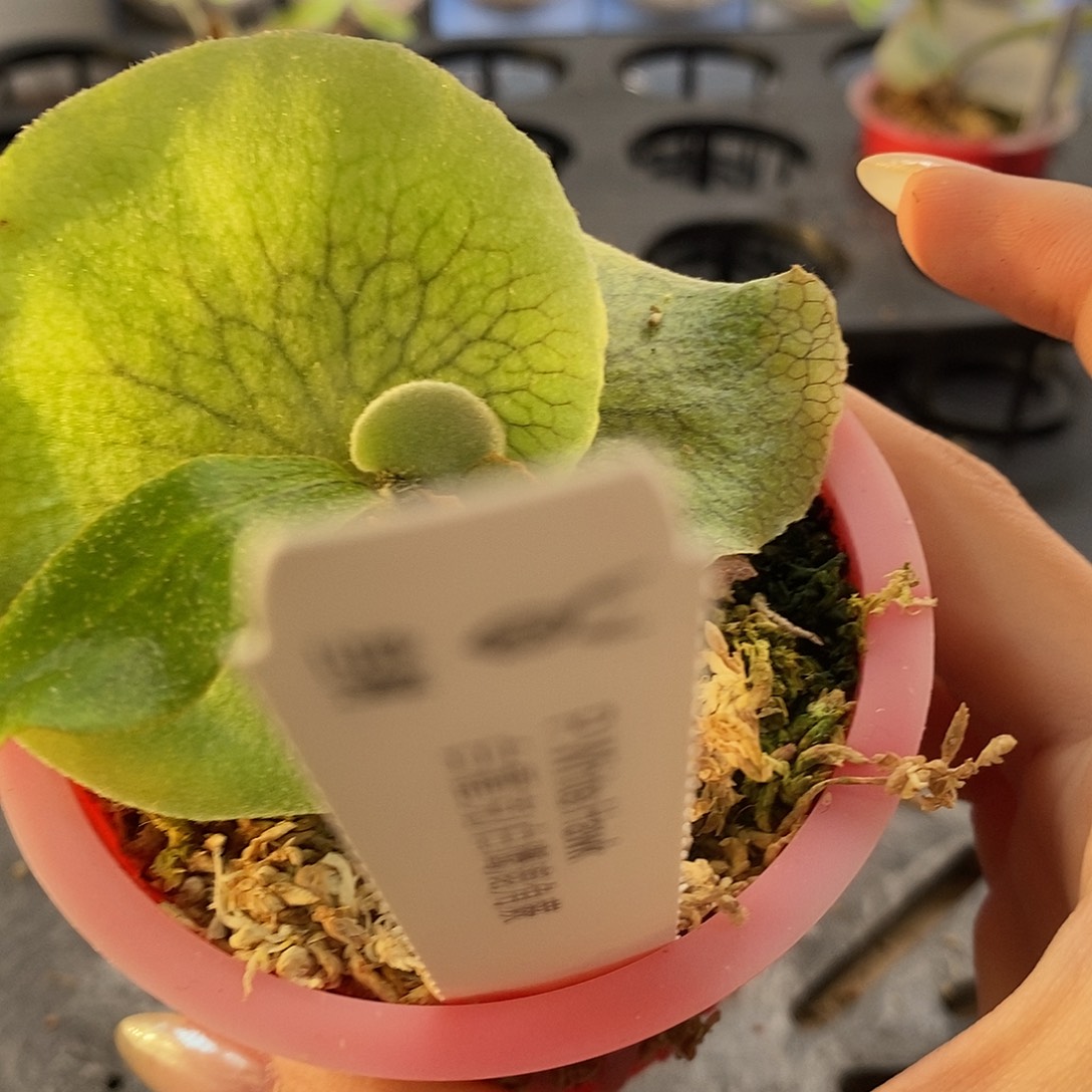 无花朵白霍克鹿角蕨