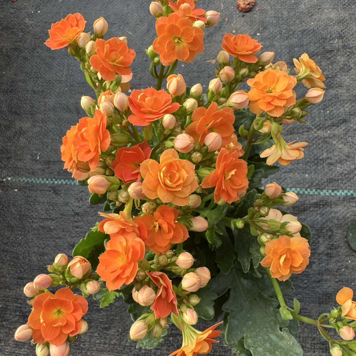 索尔丹【开爆】室内阳台盆栽