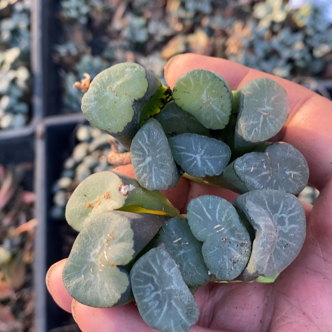 323 一颗实生大万象 整点福利