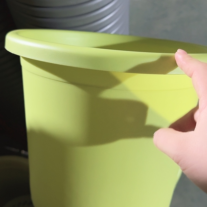 四季5号果绿无托5个特价微瑕