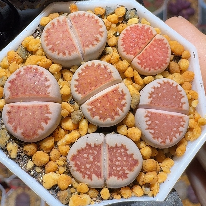 生石花1112222。  115