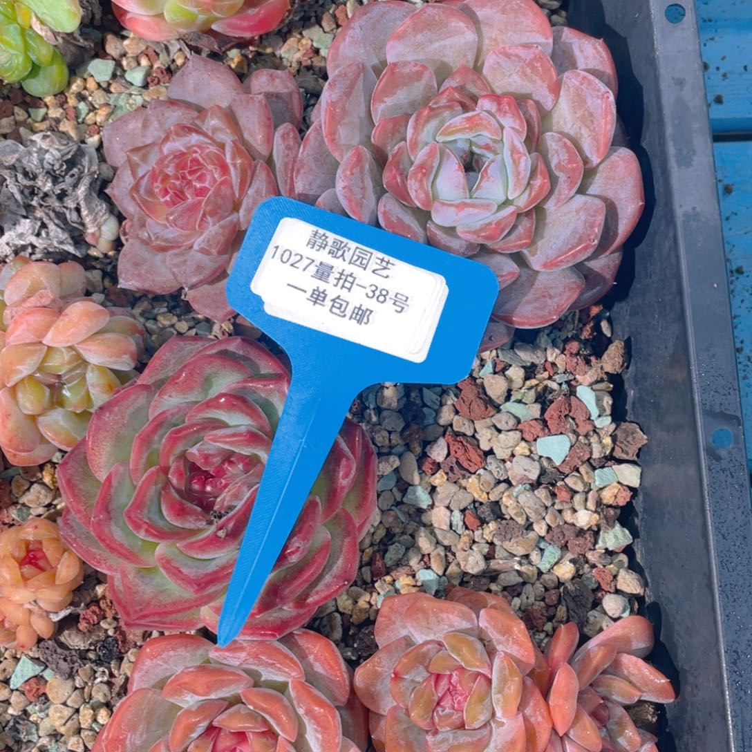 1027-38-草莓啵啵福利一颗