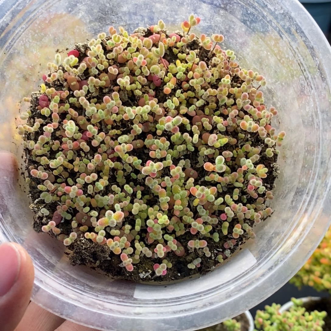 ****641切糕混合 。        