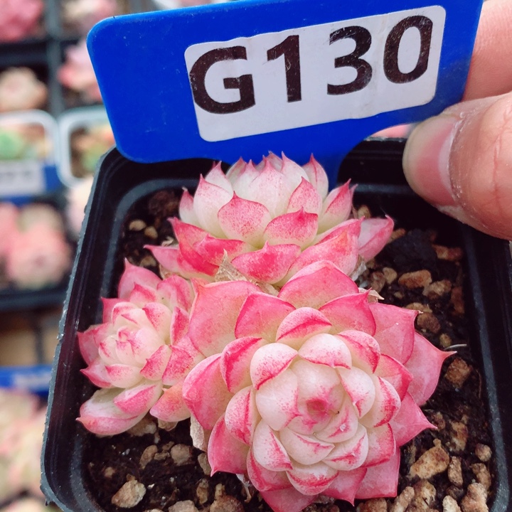 女王6cm不包整群