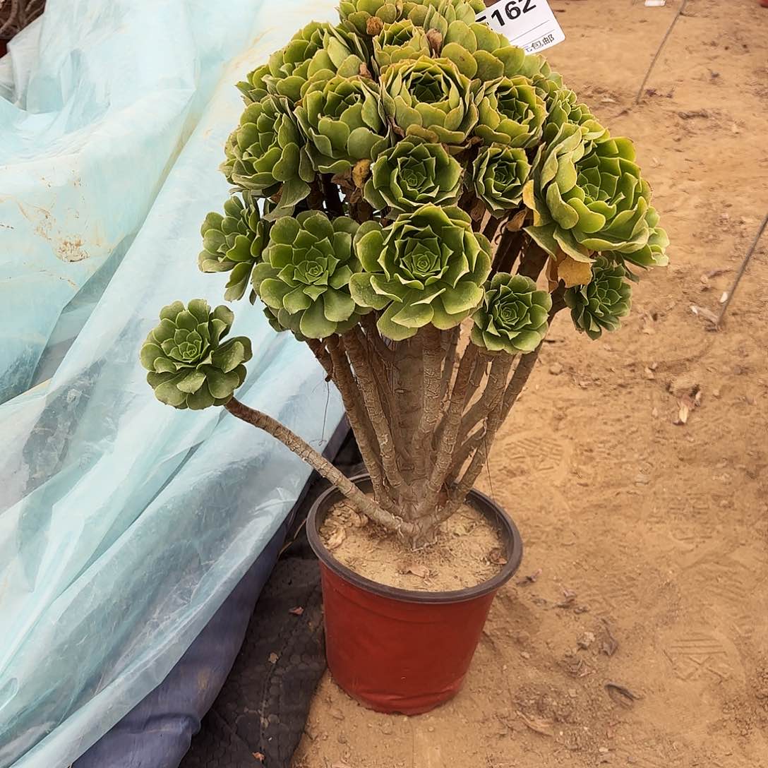 162绿杨蓉多肉植物