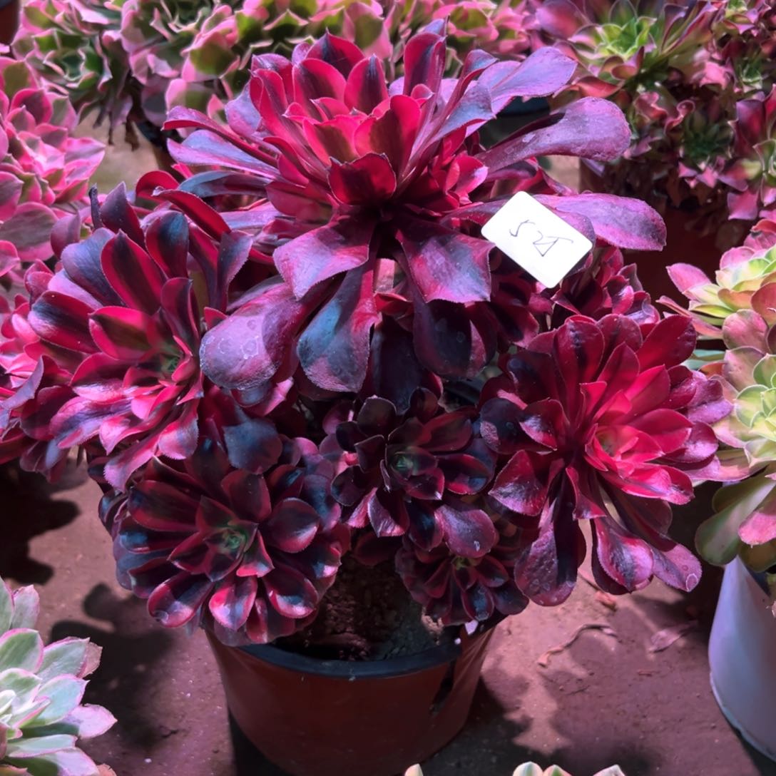 多肉植物美杜莎525