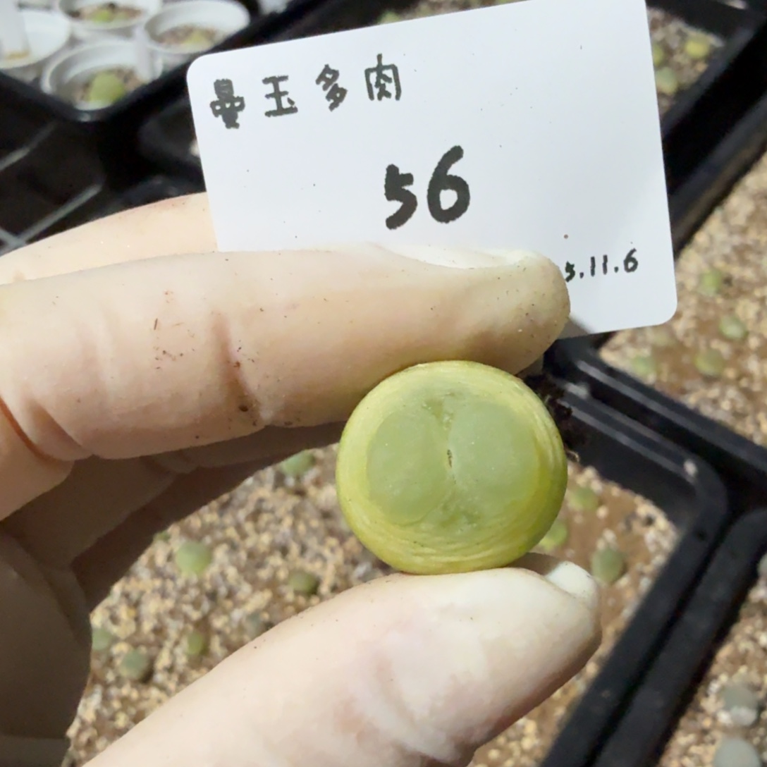 舒***洁多肉多肉多肉11.6-056