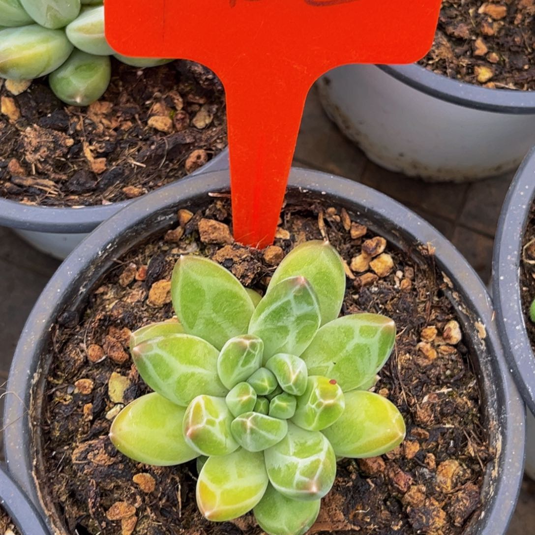 2433号上午多肉植物群生多肉