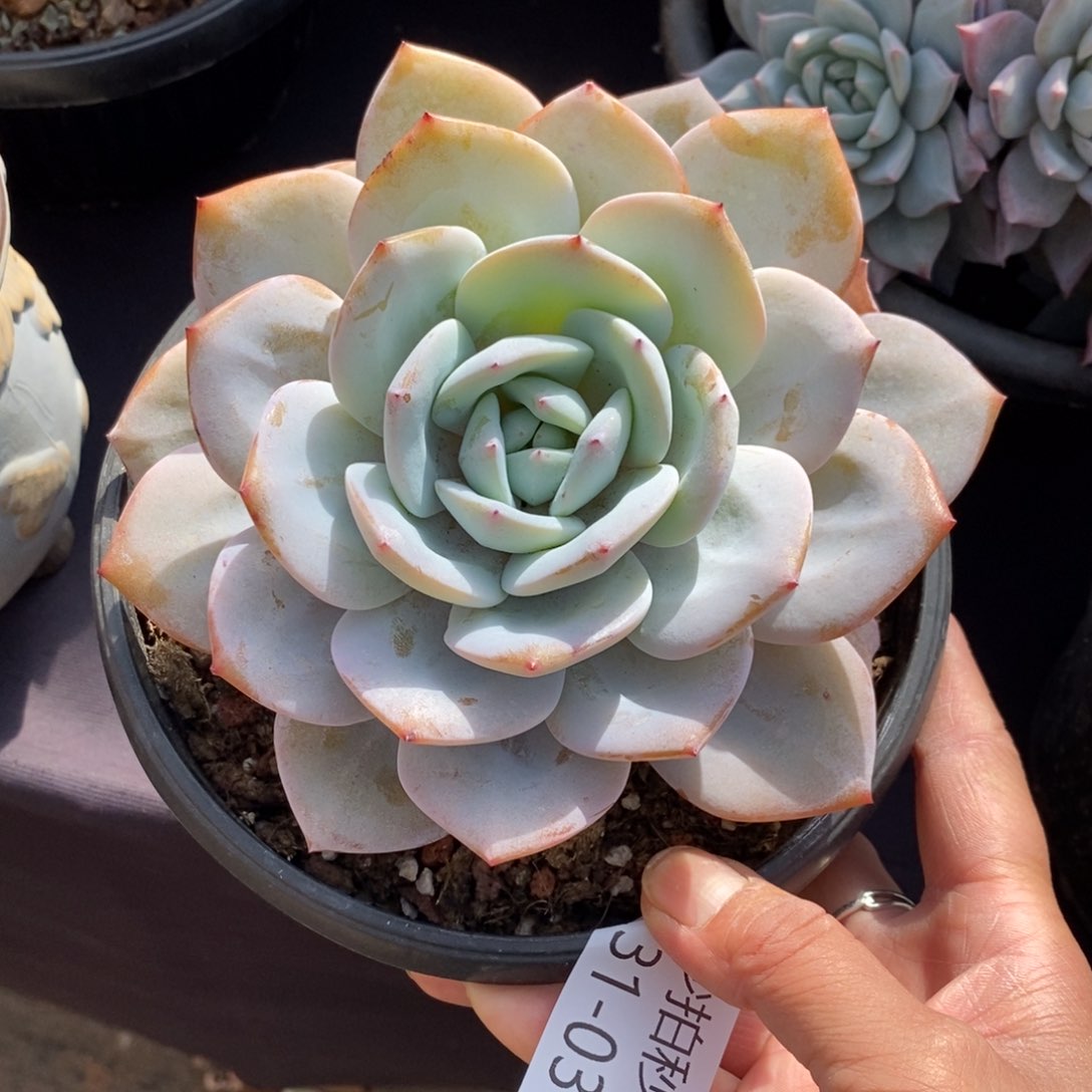 两单包邮1231-36奶茶