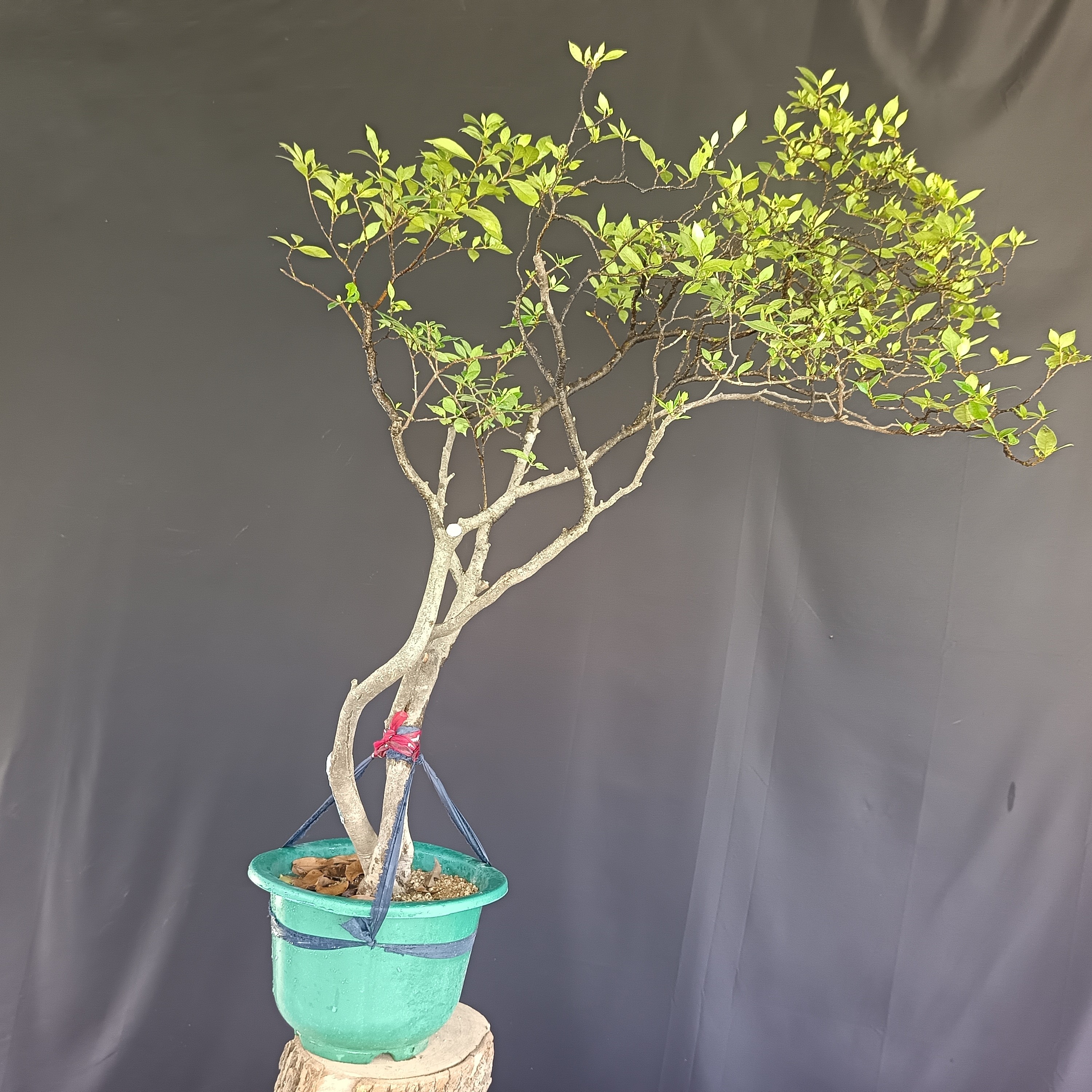 海岛栀子花直播间一物一拍基地新播放漏茶空间绿植盆栽园艺花卉