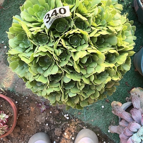 【闪购商品】总*340绿玫瑰2-2