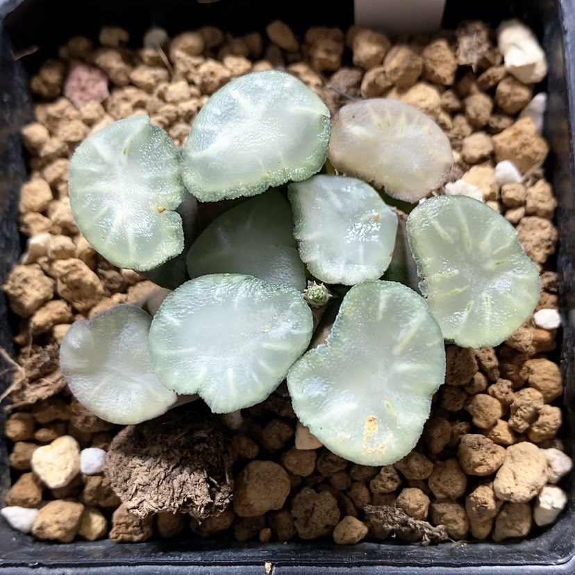 【闪购商品】15盐湖城