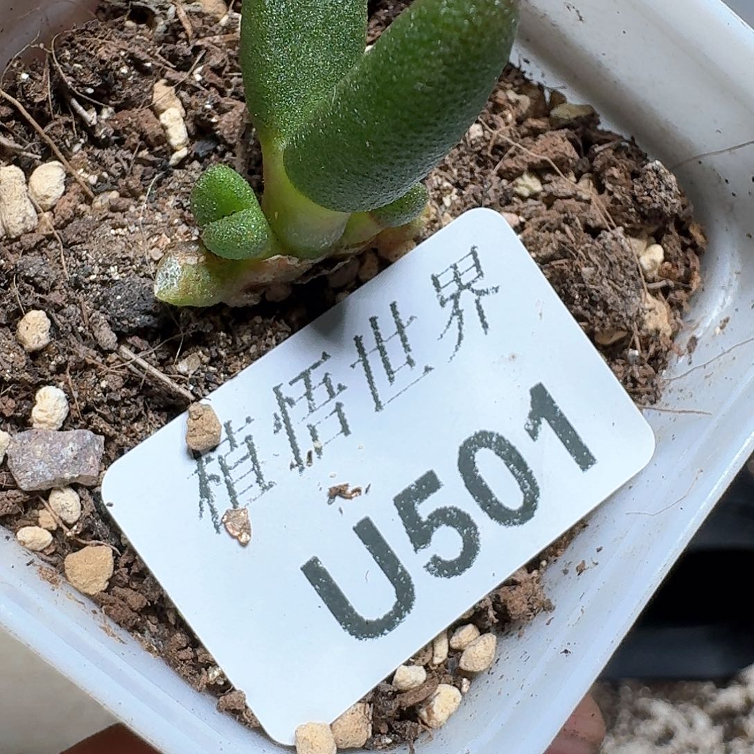 501号多肉植物哇c v