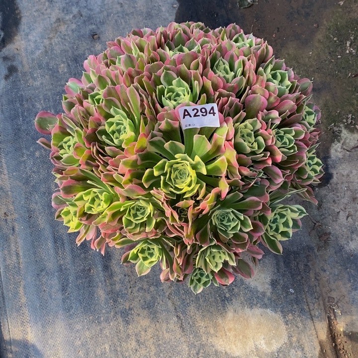 白凤多肉植物294