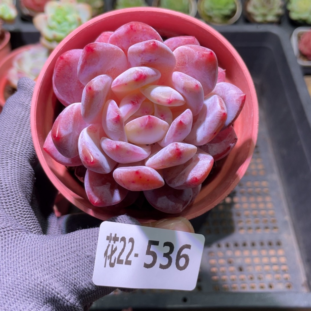 花利美22-536橙梦露